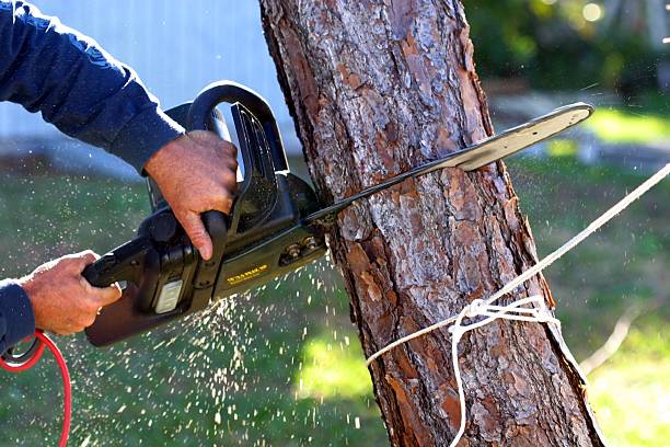 Best Tree Cabling and Bracing  in USA